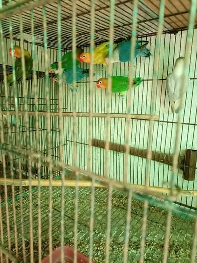 Love Bird Breeder pair/Chicks