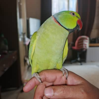Ringneck male parrot
