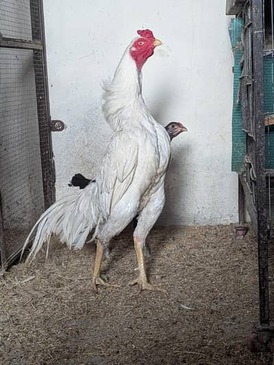 Heera Aseel Murga available for sale Location Lahore Cargo available