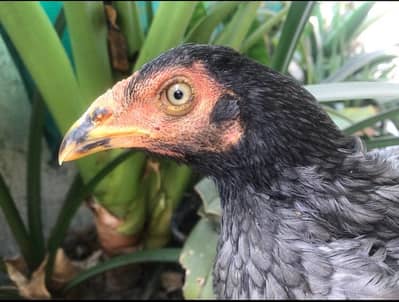 Sindhi Aseel salethi mushki murgi female ready to breed pathi