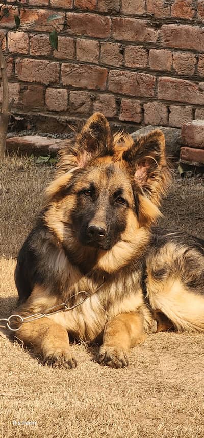 German shepherd female puppy 7 month