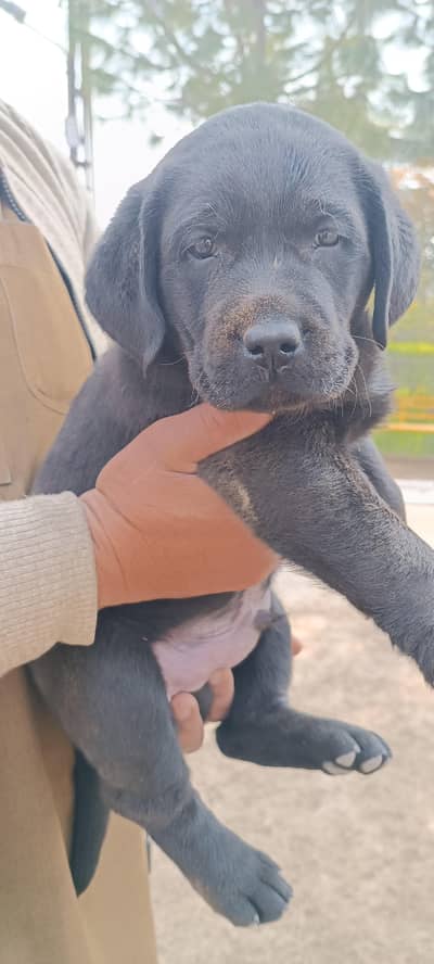 Labrador and Germany shepherd Puppies for Sale in Attock