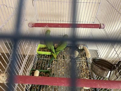 Parrot cage Very good condition