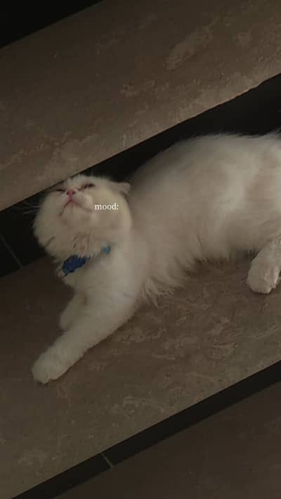 White Punch-face Persian Cat