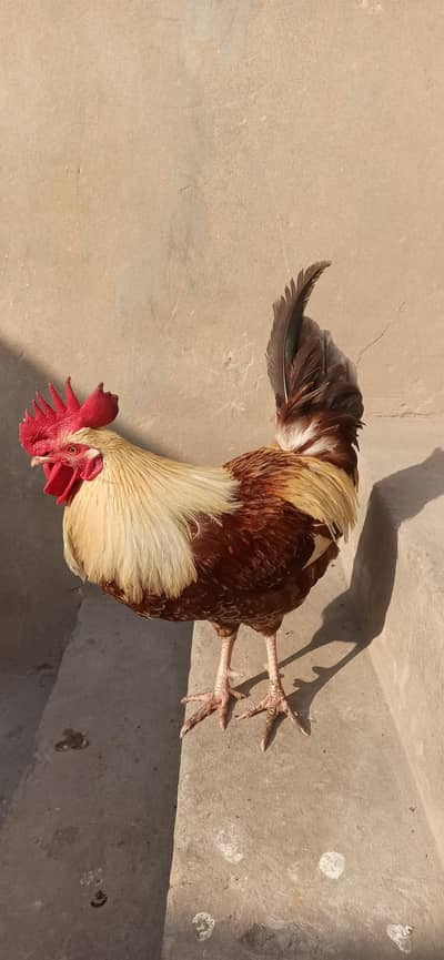 for sale finally 2100 2kg 250 gram wazan hai