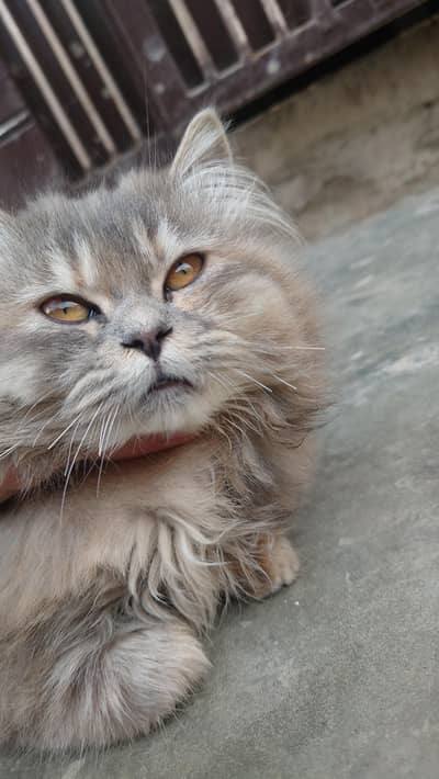 Persian Cat Urgent Sale