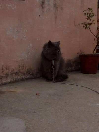 cat for sale Rs 9,000