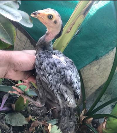 Sindhi Aseel saletha , mushka chicks , bacha High quality  murga murgi