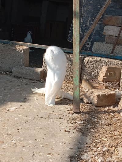 white pamorian faril back Moki long pamoz pegion