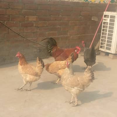 Desi murgiyan or murgha for sale