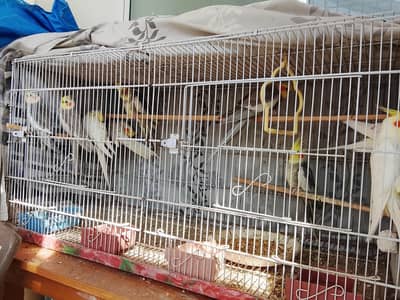9 Cockatiels