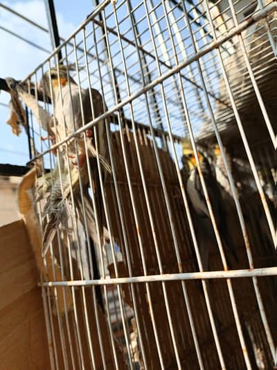 cockatiel yellow color 6-8 months