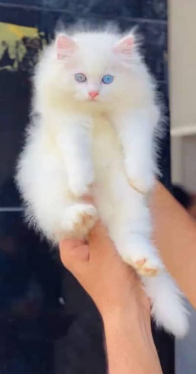 Persian female kitten for sale. my WhatsApp number 0320*24-100*47
