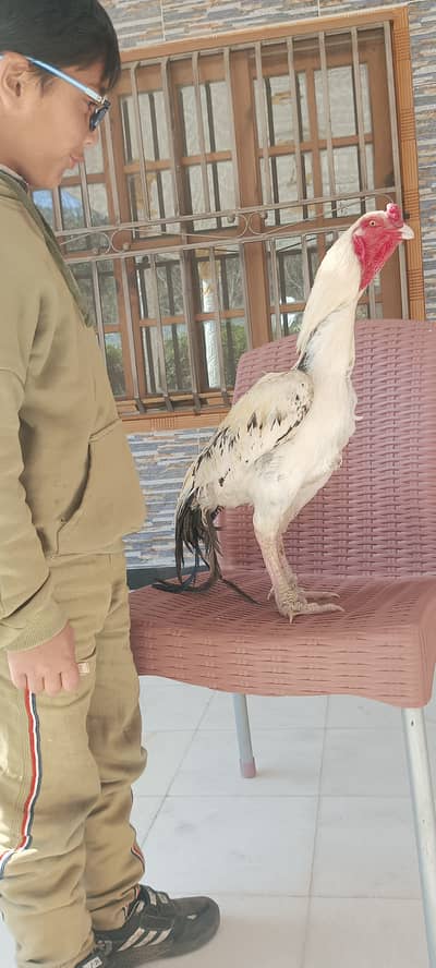 Asel  maiwali blood line