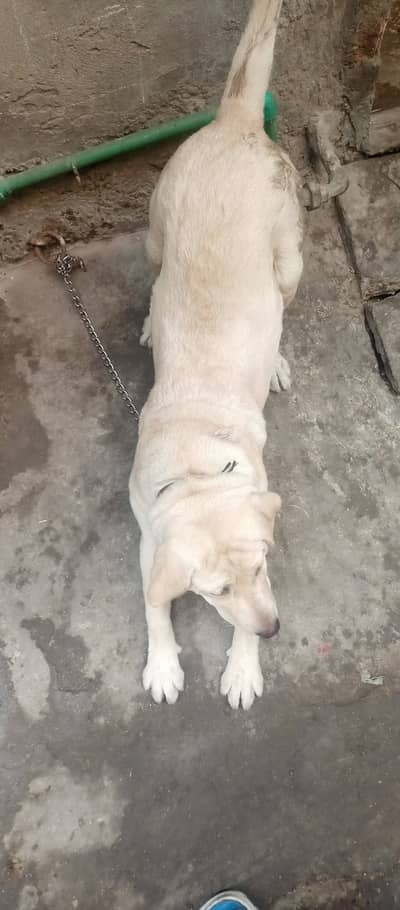 American Lebra dog female fully obedient vaccinated urgent for sale
