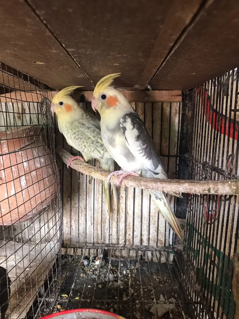 Pearl pied & v pied cocktail ready to breed pair red eyes split cock — photo 2