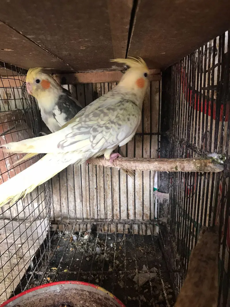Pearl pied & v pied cocktail ready to breed pair red eyes split cock — photo 4