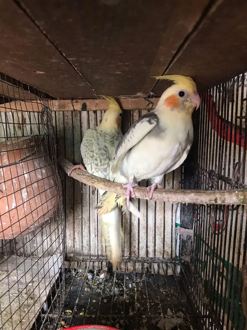 Pearl pied & v pied cocktail ready to breed pair red eyes split cock — photo 5