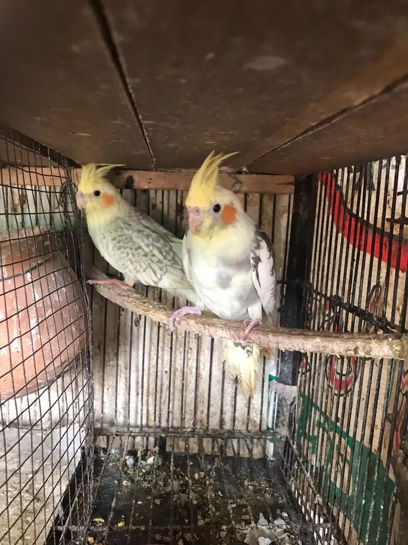 Pearl pied & v pied cocktail ready to breed pair red eyes split cock — photo 8
