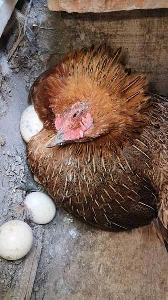 Desi Hen Eggs Pure Home Breed