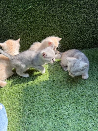 Persian kittens For sell