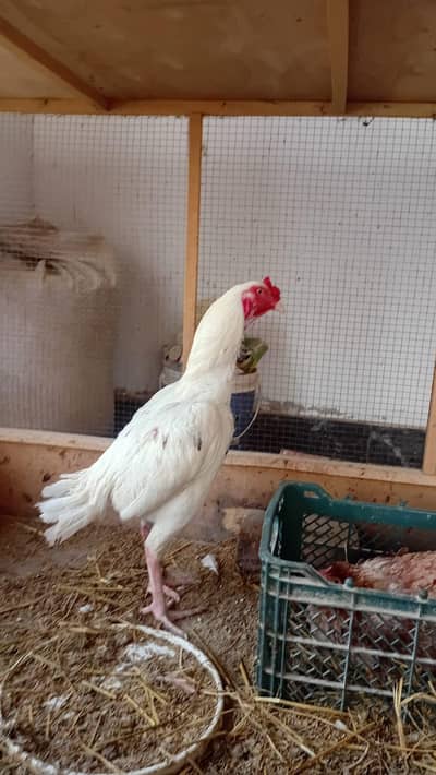 Aseel | Mianwali | king size aseel | Aseel Mianwaliprice fnf ha |aseel