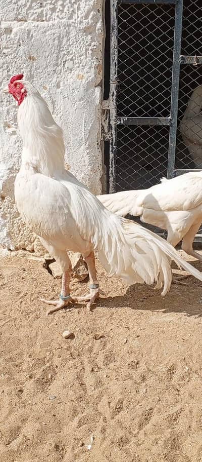 Paper white Heera chicks