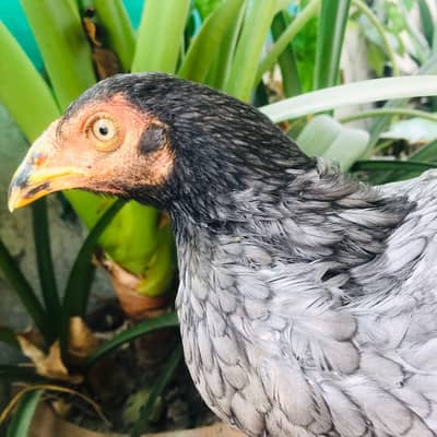 Sindhi Aseel salethi mushki murgi female ready to breed pathi breeder