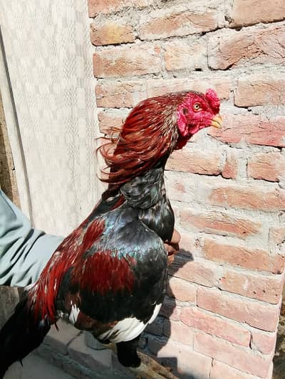 1.5 eye redblack male for sale