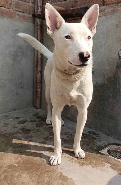 gultair dog |security dog|