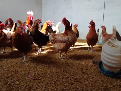 golden misri egg laying