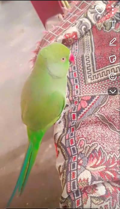 female taking parrot