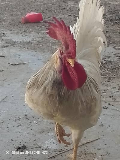 Desi Murgha for sale