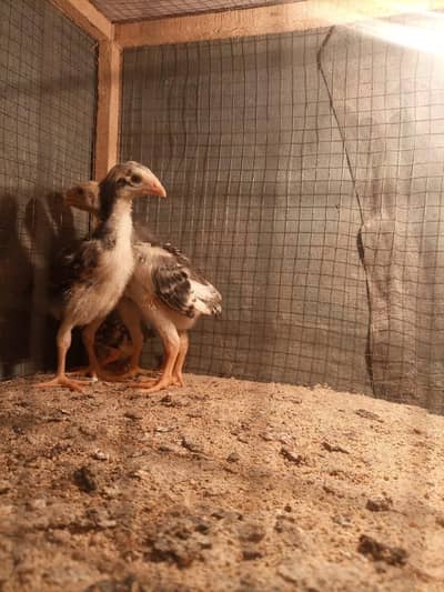 Chicks | Heera | Thai | Dragon | Shamoo | Shamo  | Hera | Qadri Birds