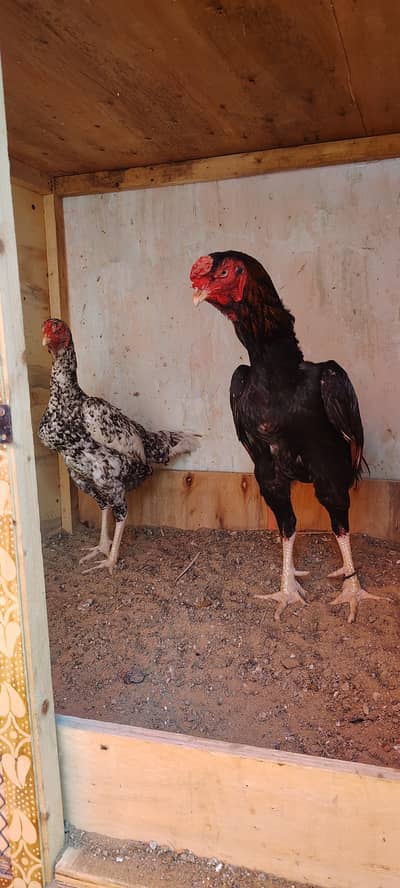 High Quality Dragon Shamo Pair for Sale 