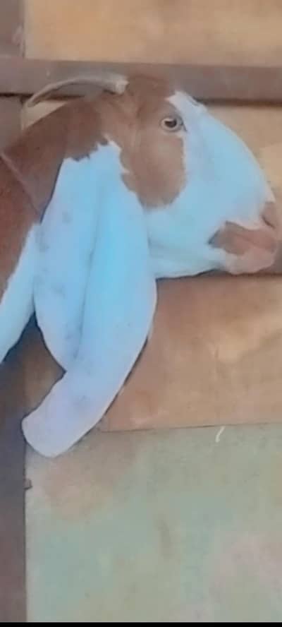 Beetal bakri ablac calar ma