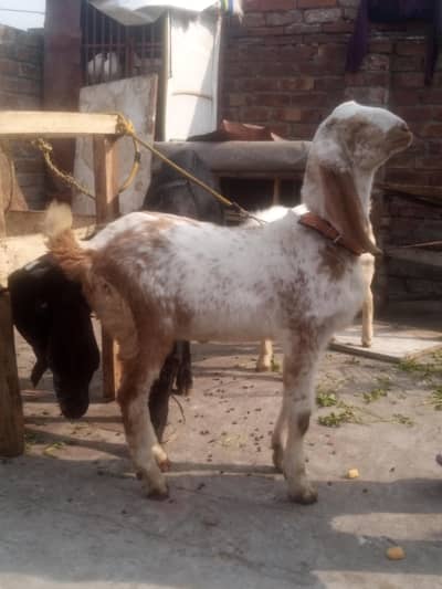 Makhi cheena male kid #03274116585