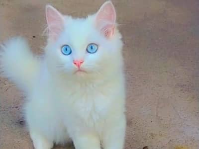 blue eyes cat for sale