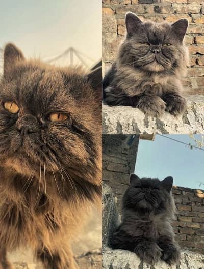 SEMI PUNCH FACE LONG COAT