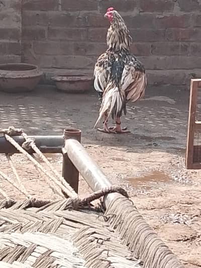 Eggs Available pair video ma show h 250 Par Egg