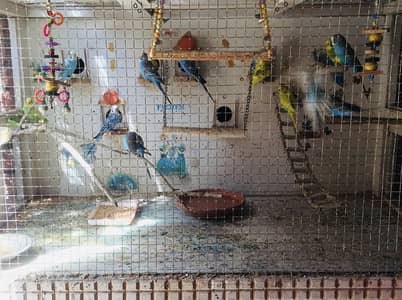 Australian Breeder Pairs and Cage (Cheap Price) Available