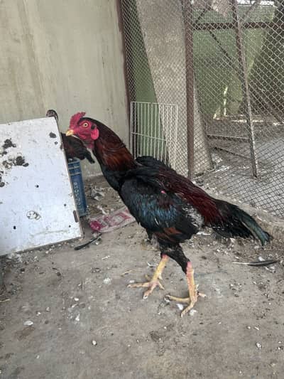 Aseel lakha and Muskha