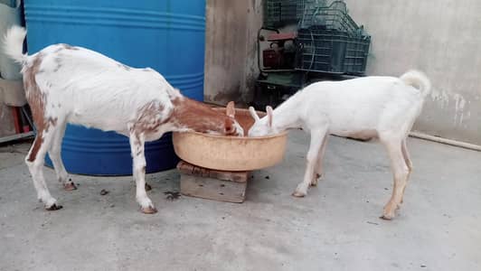 berbarry Thai path. . . paper White tedda dino white eyes