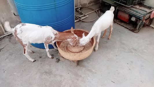 berbarry Thai path. . . paper White tedda dino white eyes