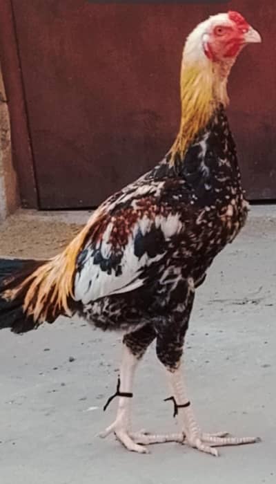 1 gava male and 1 female thai