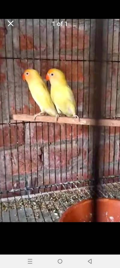 6paer cremeno and albino Red I