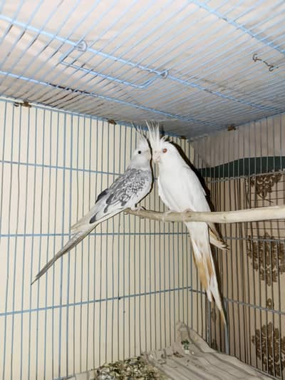 ENO AND ENO PIED COCKTAIL