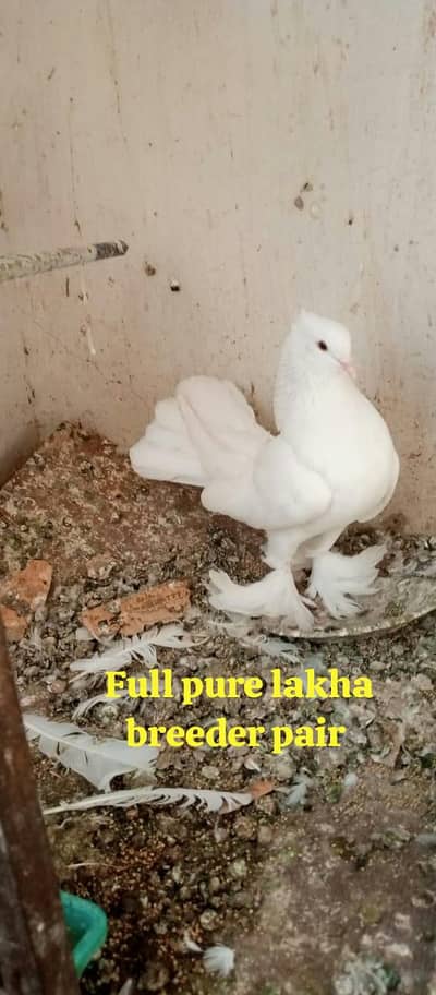 English faintail laka kabootar lakha pigeon