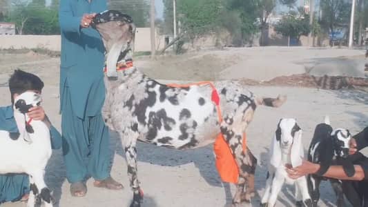 Bakri For Sale/ +03228068418