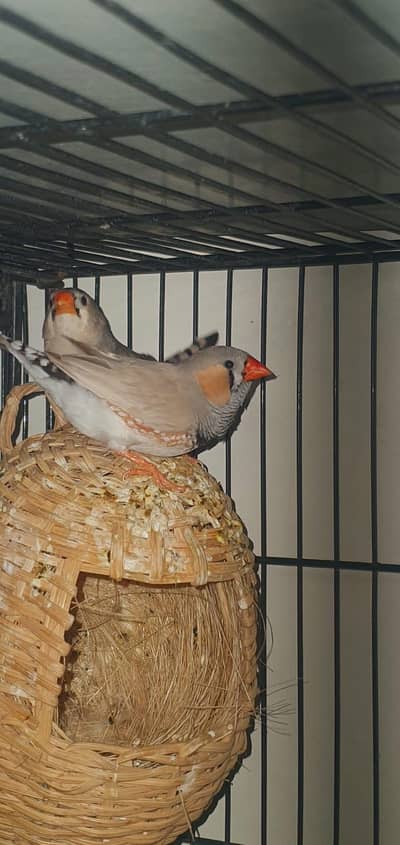 zebra finch